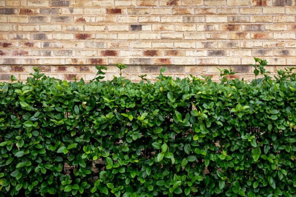 Free Image of Lush green hedge against a textured brick wall in sunlight 