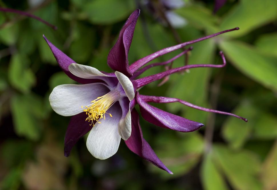Free Image of Columbine: The Flower 