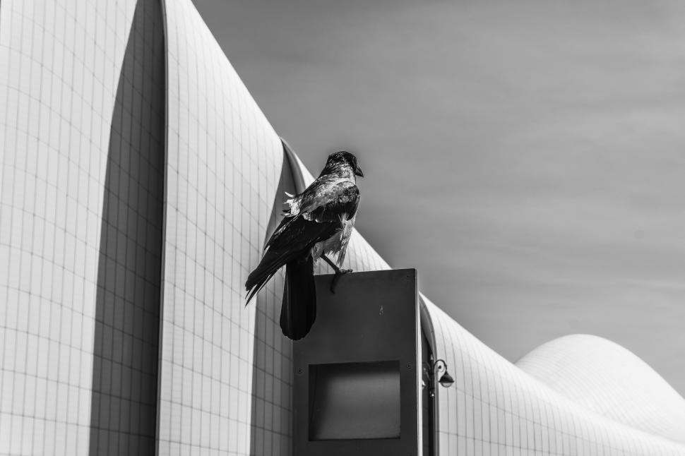 Free Image of A hooded crow perched on a modern metal fixture  