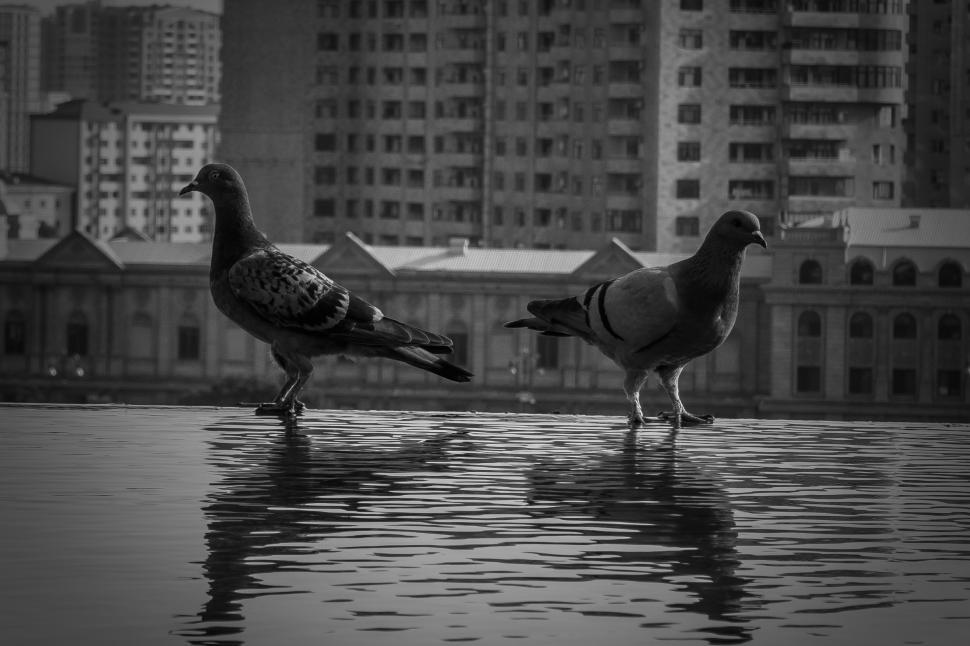 Free Image of Pigeons on a reflective surface against Baku cityscape  