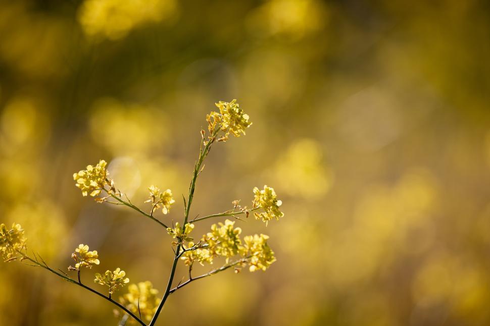 Free Image of Bright yellow flowers blooming in a sunny field during spring 