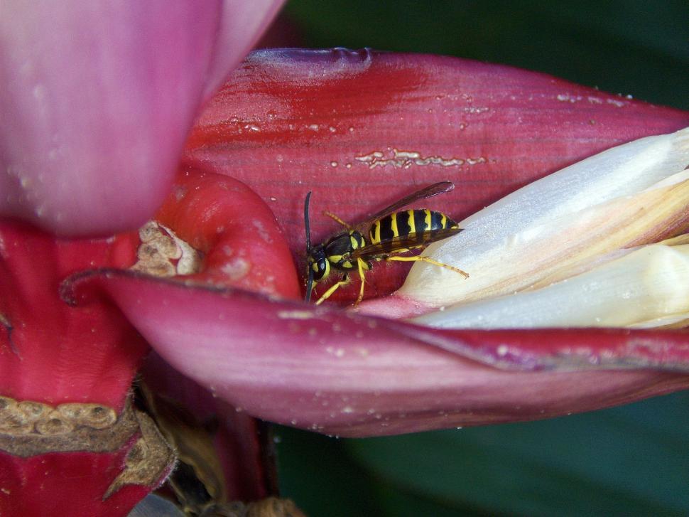 Free Image of Yellow Jacket Wasp 
