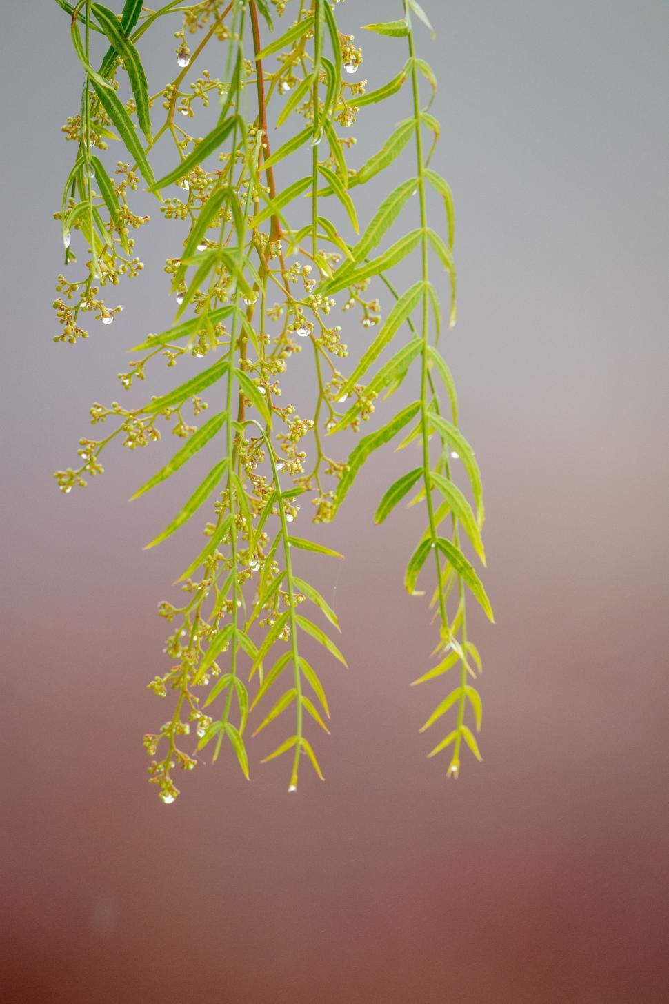 Free Image of Green leaves and yellow flowers hanging gracefully in soft light 