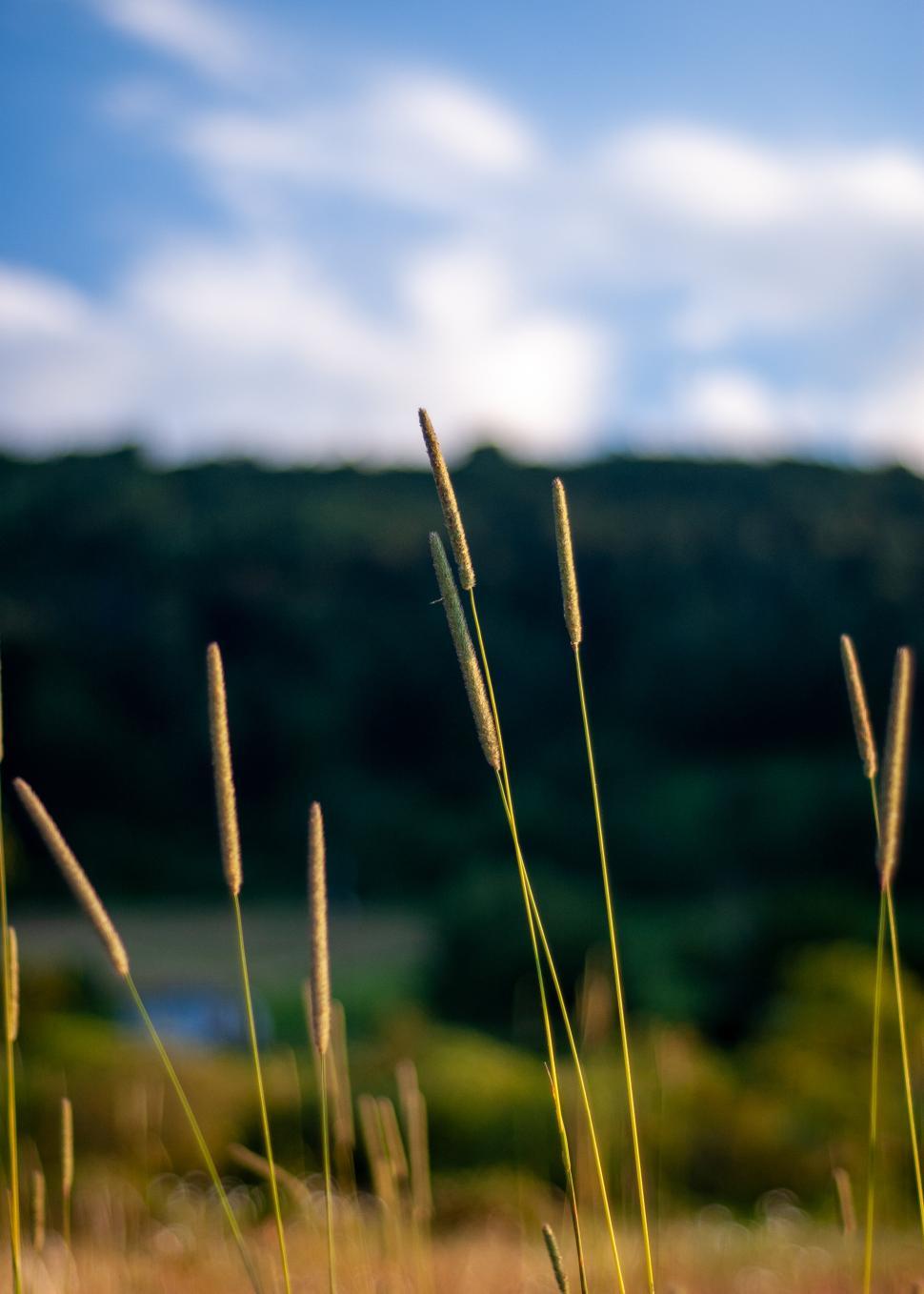 Free Image of Tall grass sways gently in a vibrant meadow under a clear sky 