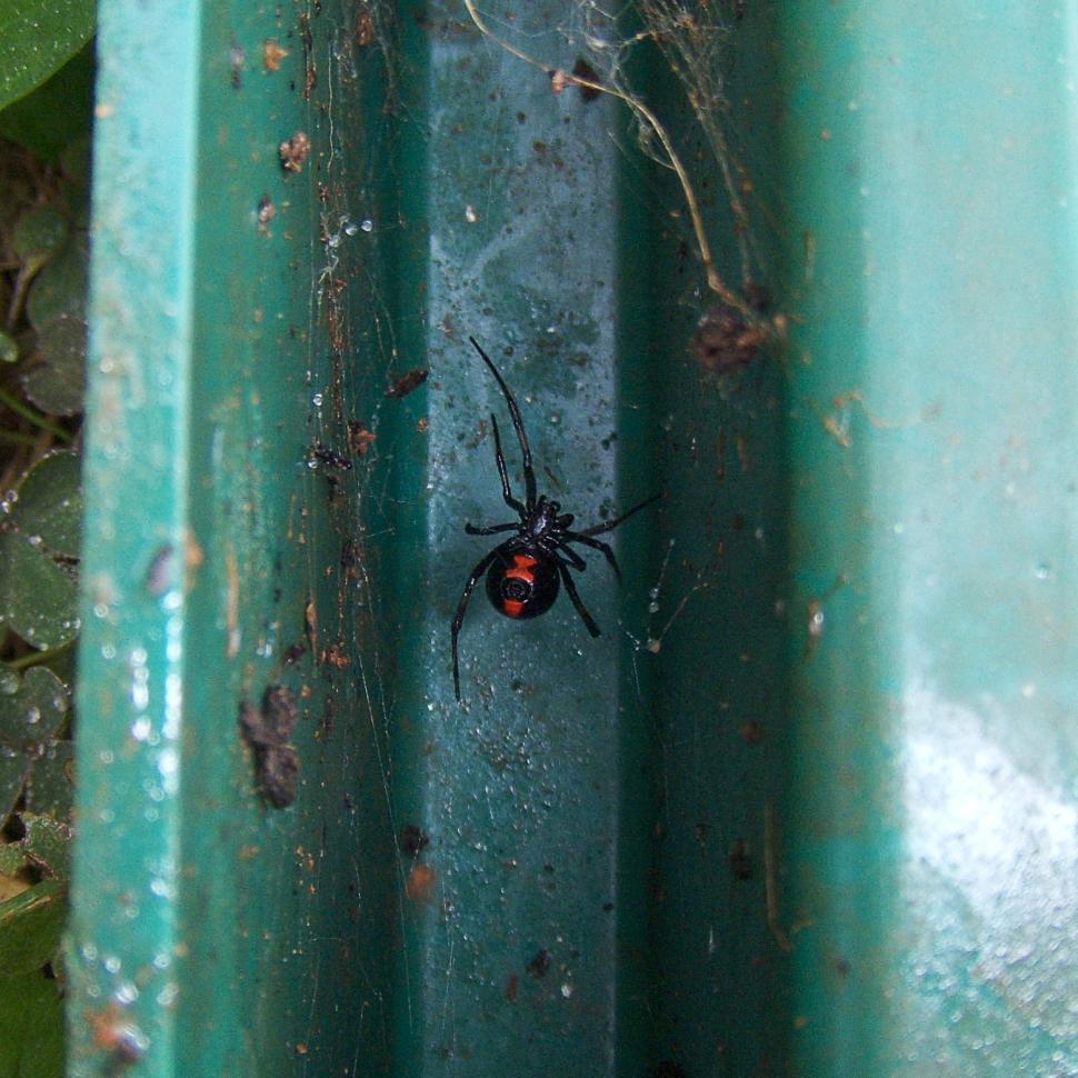 Free Image of Black Widow Spider 