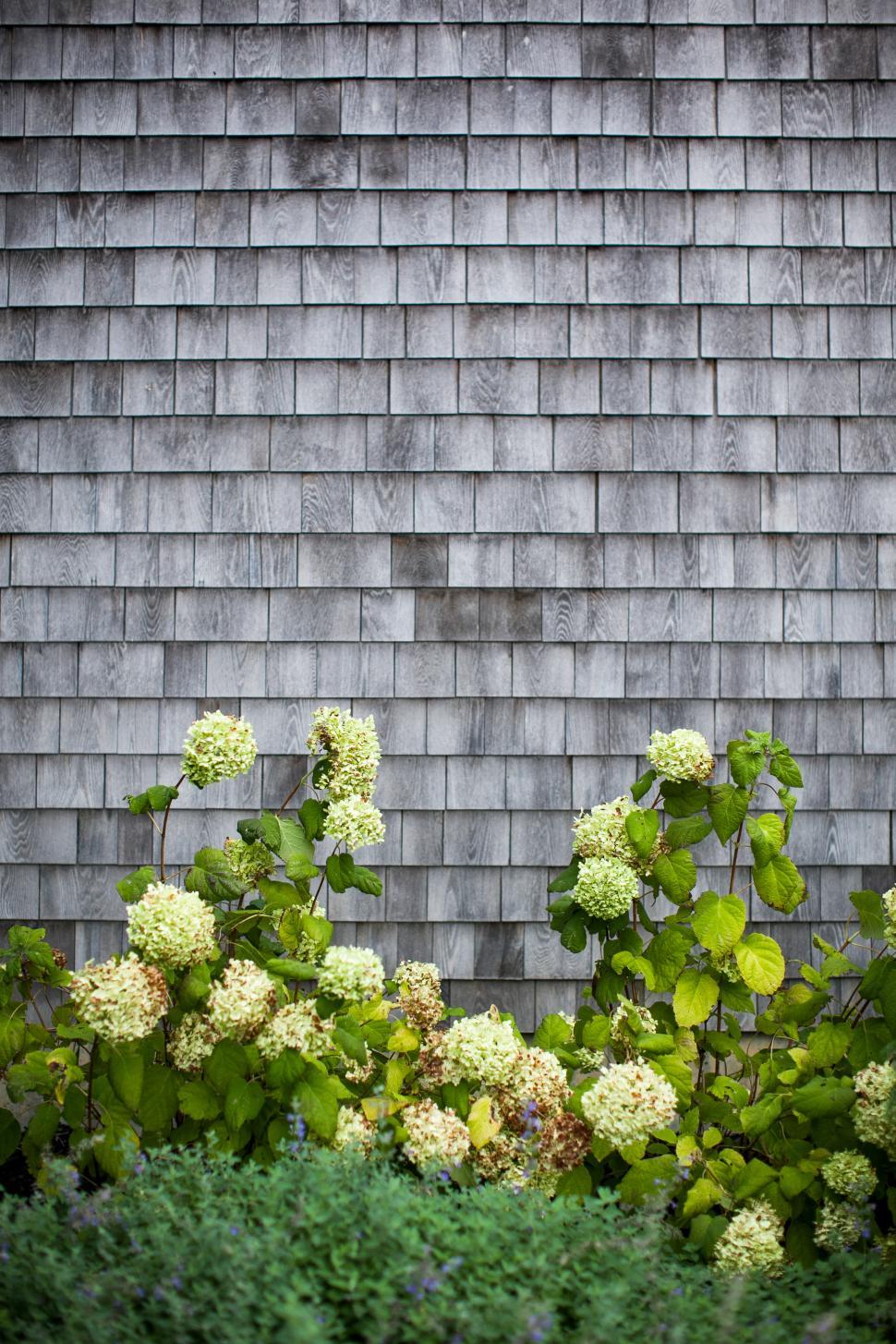 Free Image of Beautiful greenery and blooms against a rustic wooden wall 