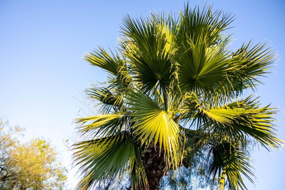 Free Image of Bright green palm tree against a clear blue sky in a sunny location 