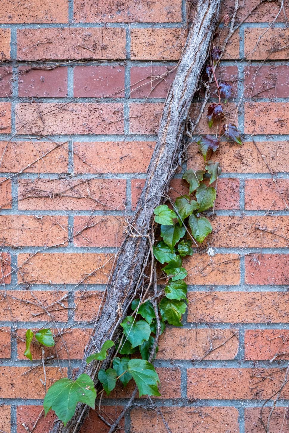Free Image of Vines climbing a brick wall showcasing nature s resilience against urban structures 