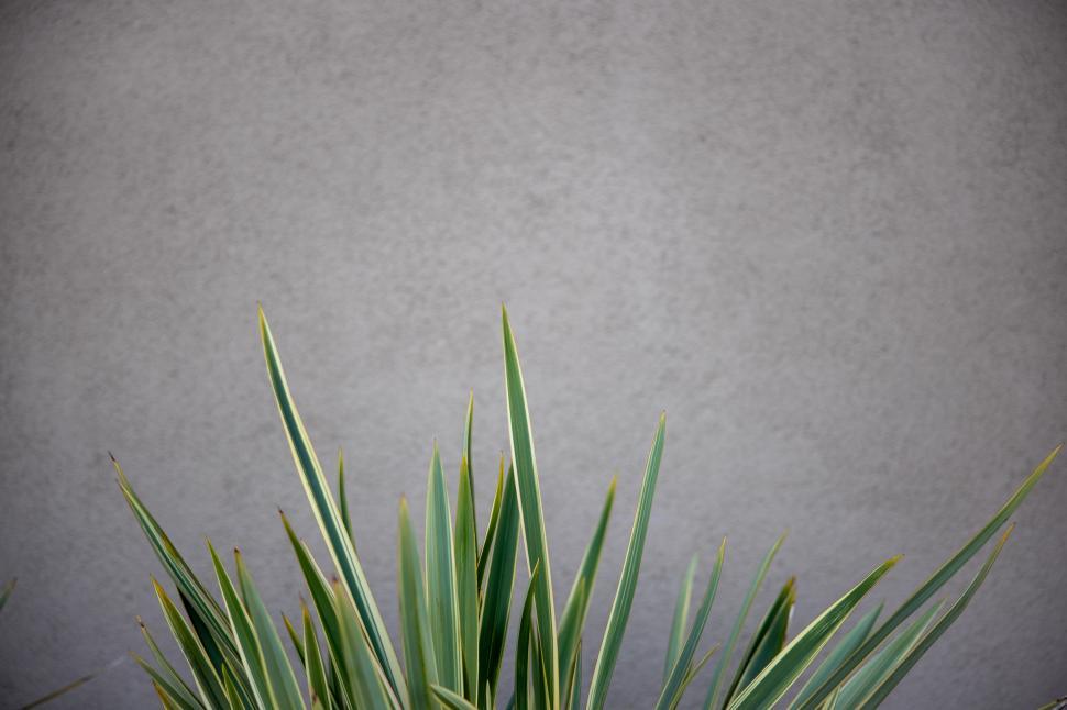 Free Image of Green plant leaves against a simple gray wall background 
