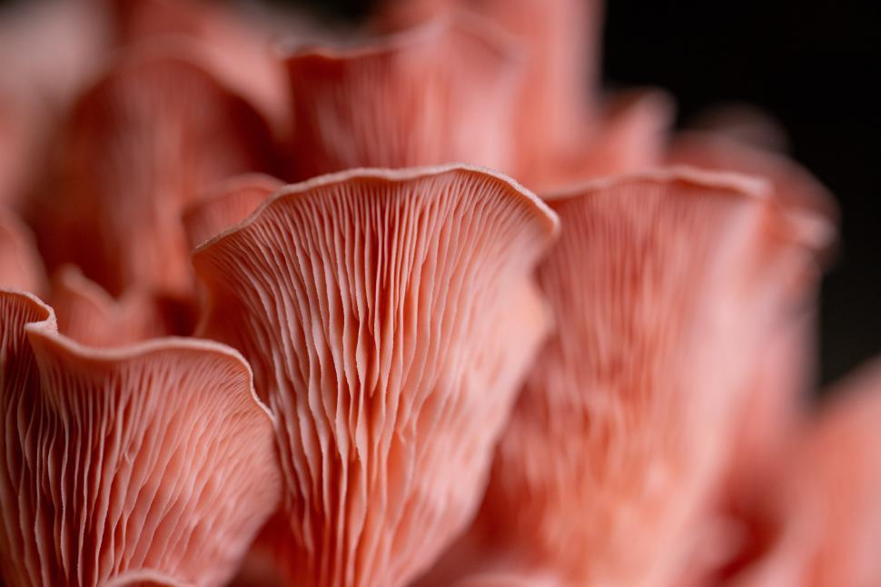 Free Image of Stunning close-up of delicate pink mushroom gills in natural light 