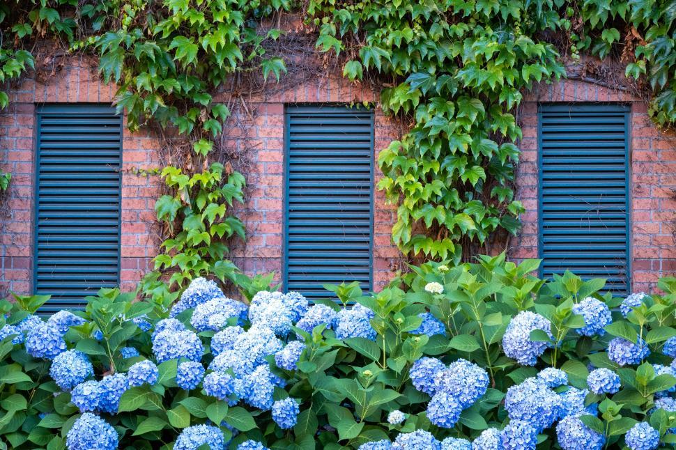 Free Image of Beautiful blue hydrangeas blooming by a brick wall with ivy 
