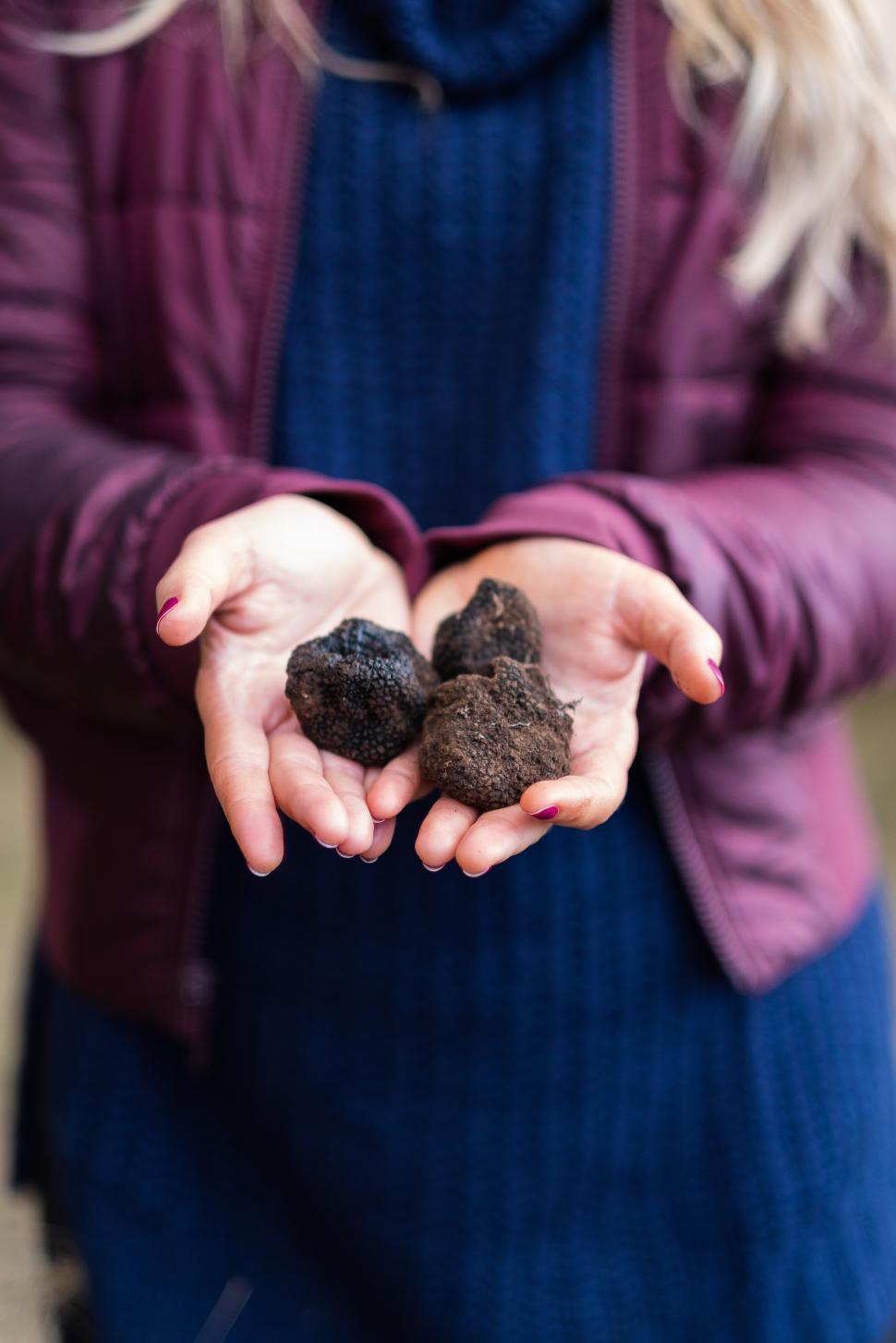 Free Image of Holding freshly harvested truffles during an autumn farming activity 