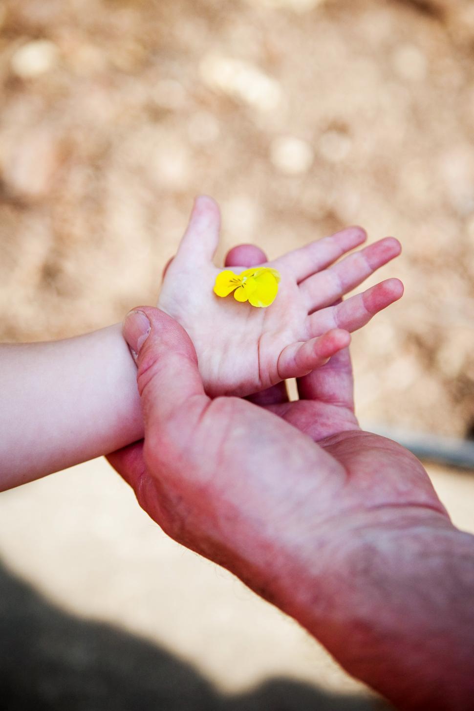 Free Image of Child holding a yellow butterfly gently in an adult s hand 