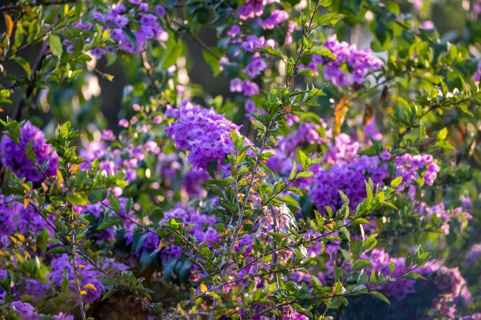 Free Image of Blooming purple flowers in afternoon sunlight at a garden 