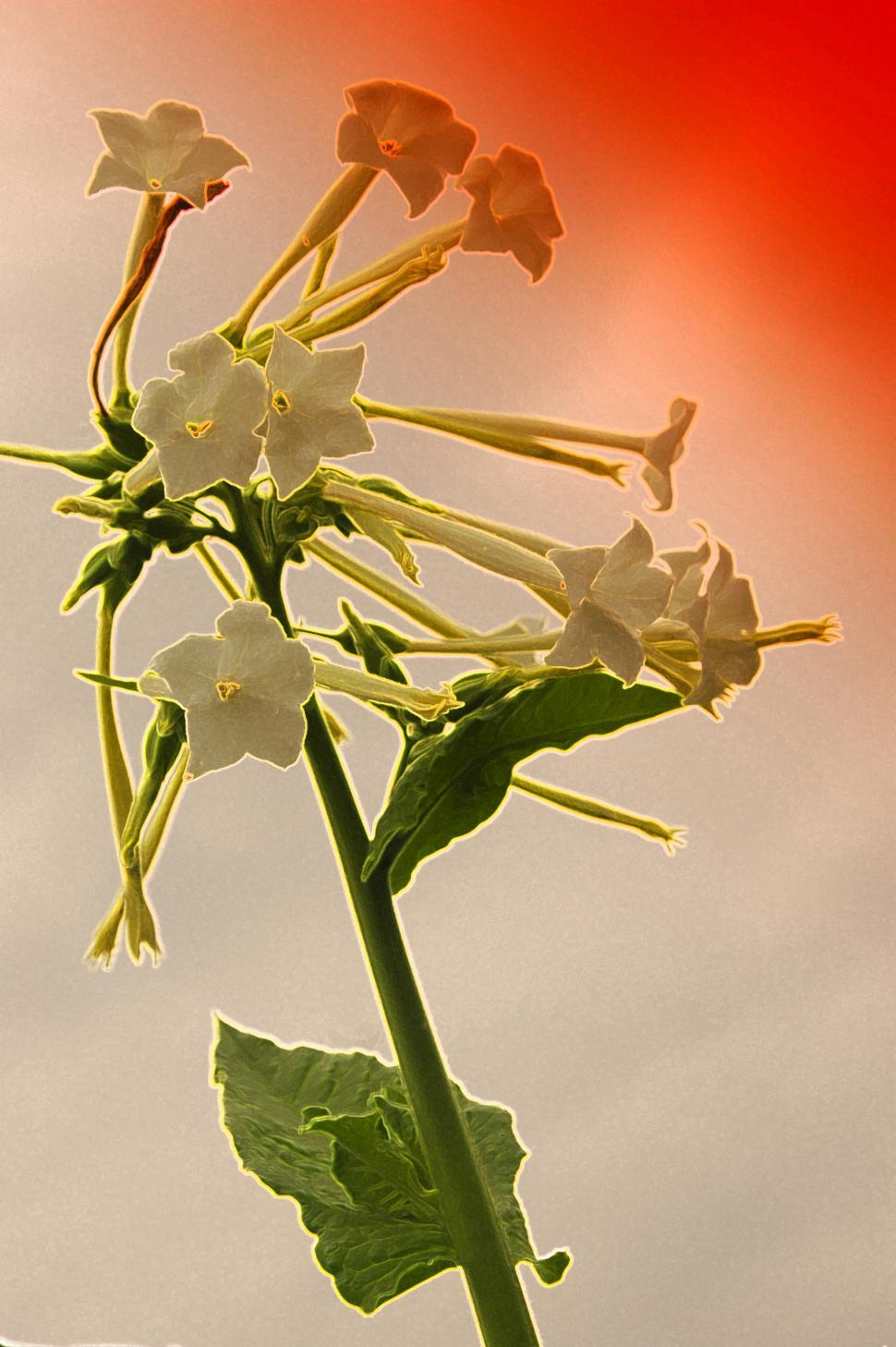 Free Image of Amazing Flower with orange sky 