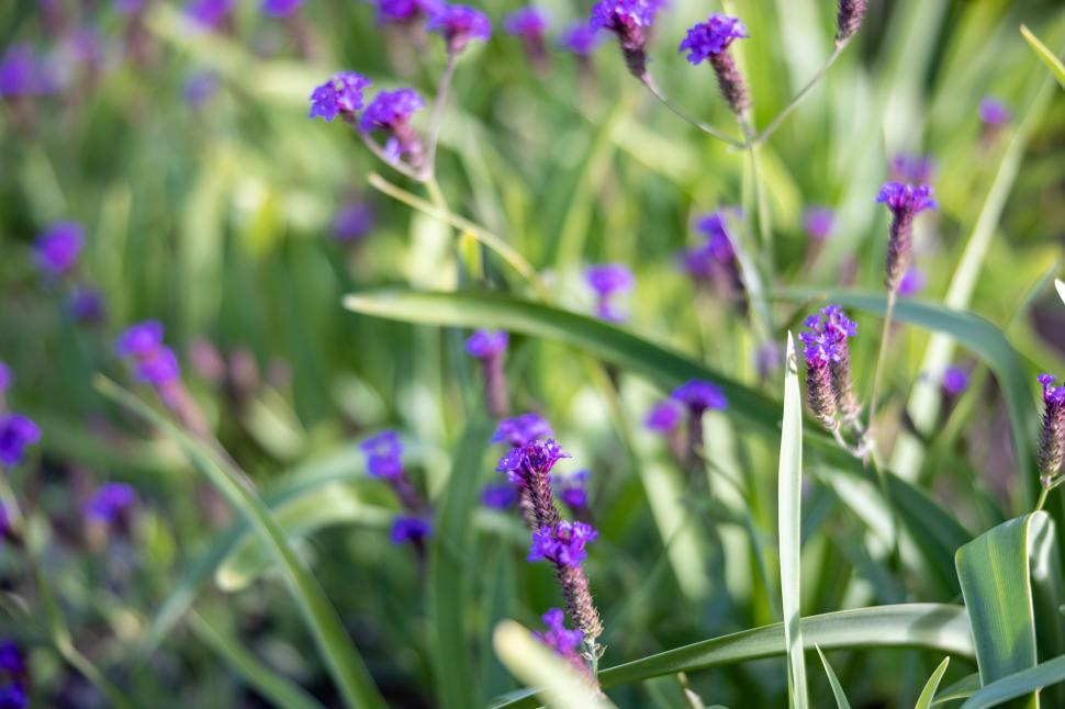 Free Image of Vibrant purple flowers bloom in the garden during springtime 