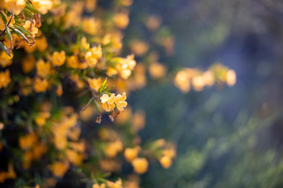 Free Image of Yellow flowers bloom abundantly in spring garden setting 