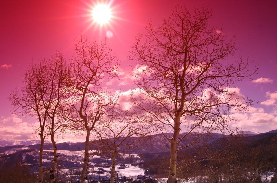 Free Image of Colorado Pink Sky Sunset with Aspen Trees 