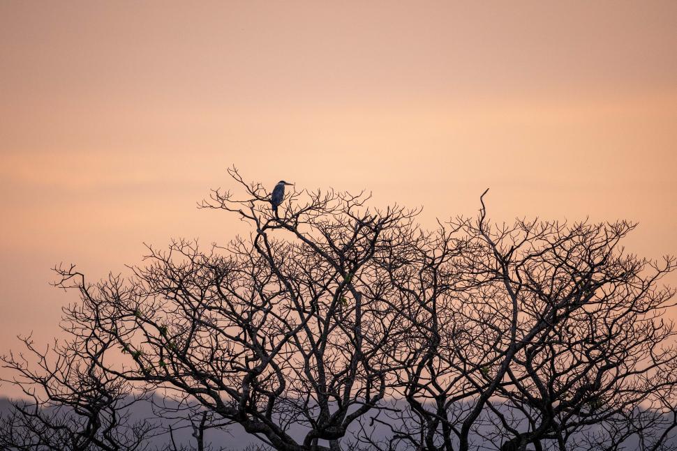 Free Image of Bird on bare branches at sunset in a peaceful scene 