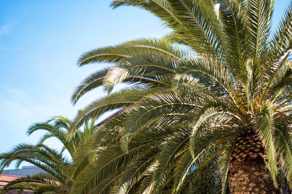 Free Image of Vibrant palm trees swaying under a clear blue sky 