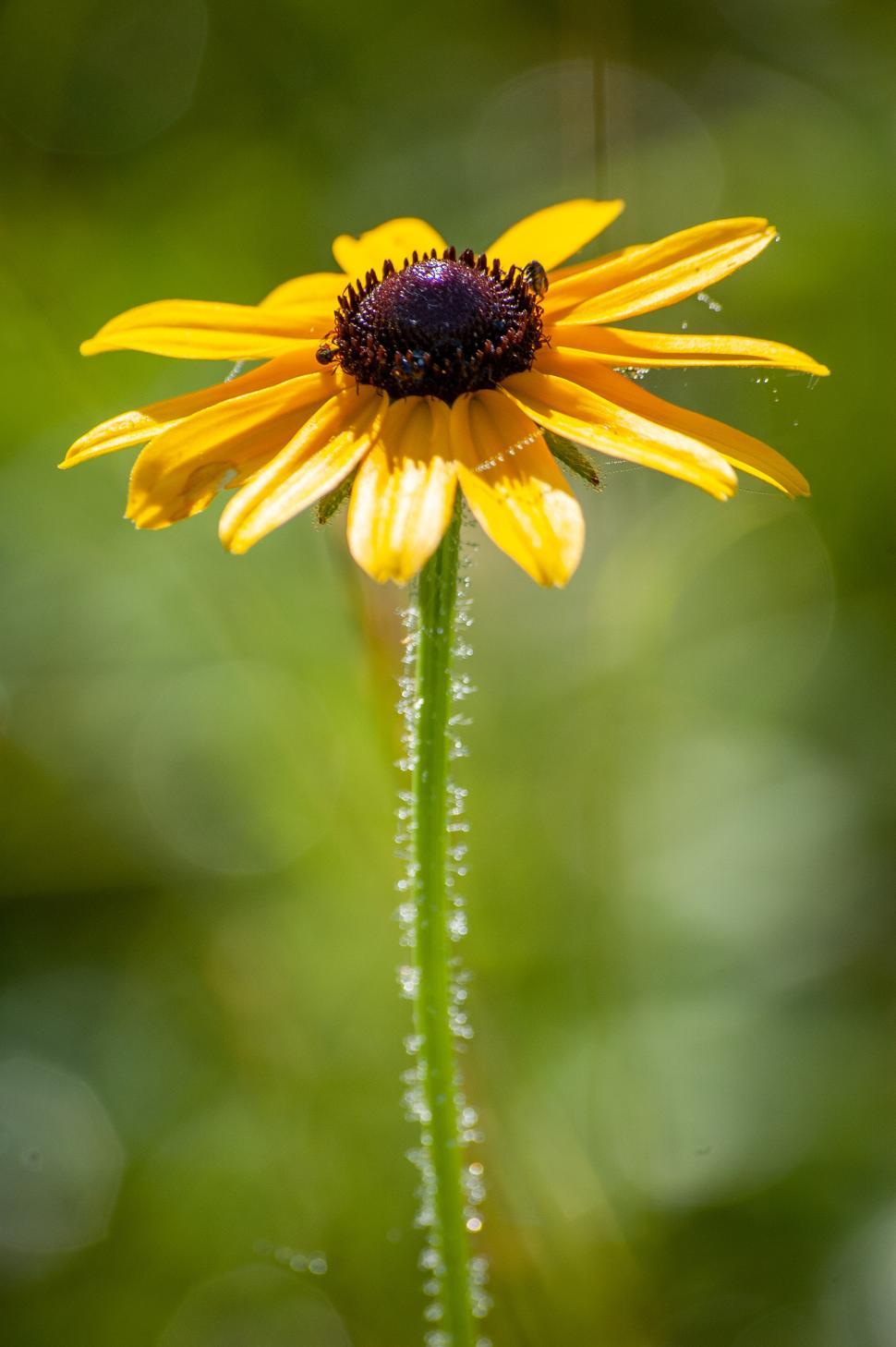 Free Image of Bright yellow flower blooming in a lush garden setting 
