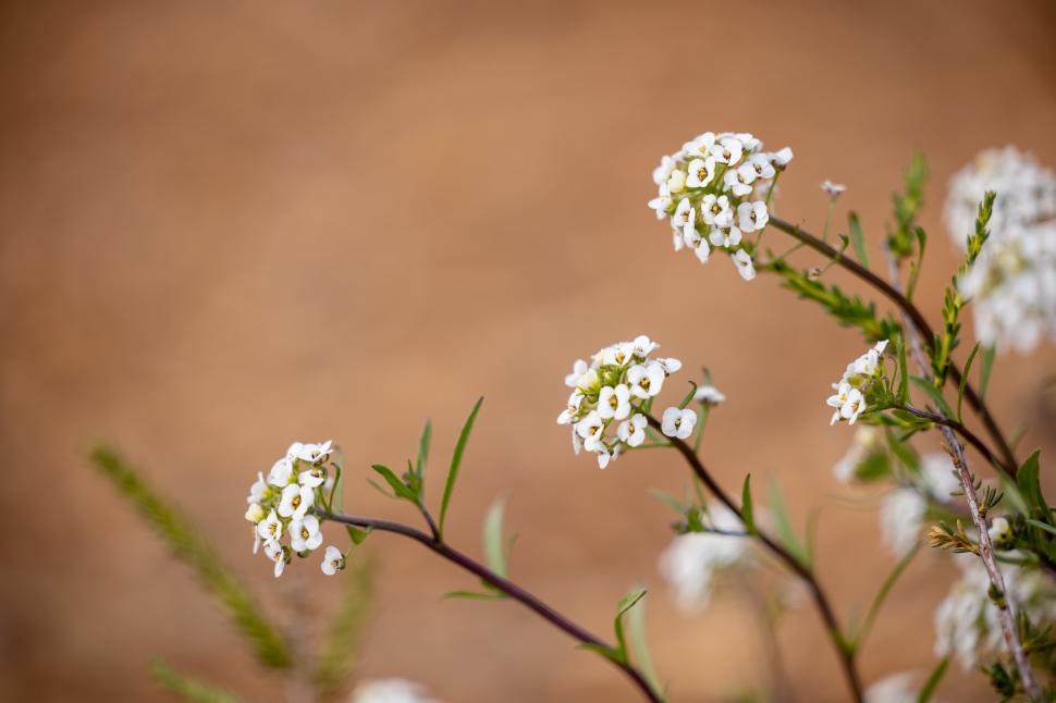 Free Image of Beautiful cluster of white flowers blooming in nature 