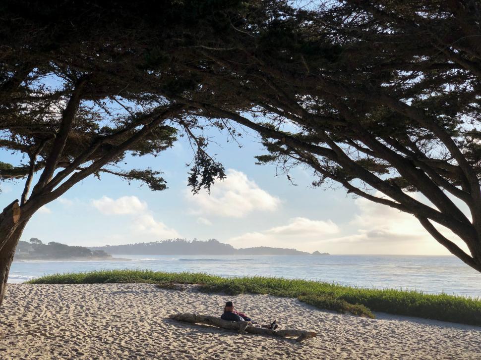 Free Image of Relaxing by the beach under coastal trees during daytime 