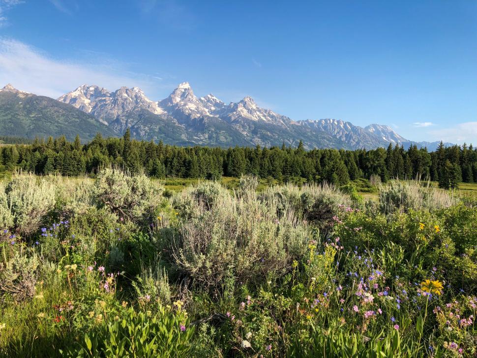 Free Image of Mountain range towers over lush valley filled with wildflowers 