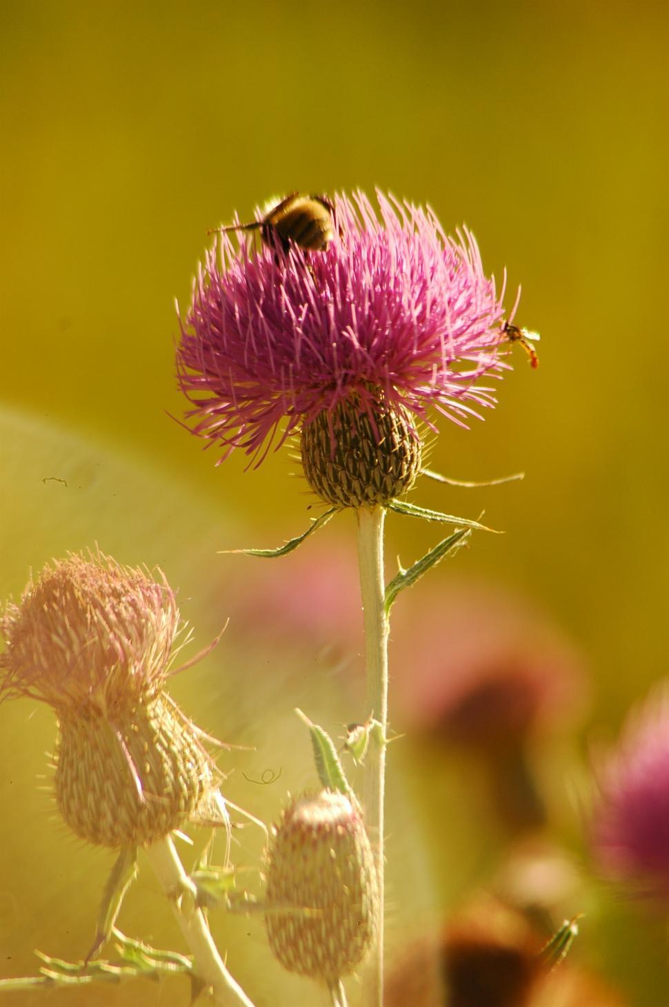 Free Image of Bee on Flower 
