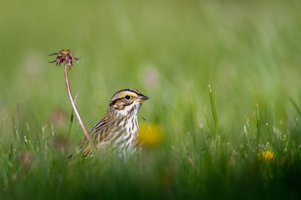 Free Image of Songbird standing in lush green grass during morning light hours 