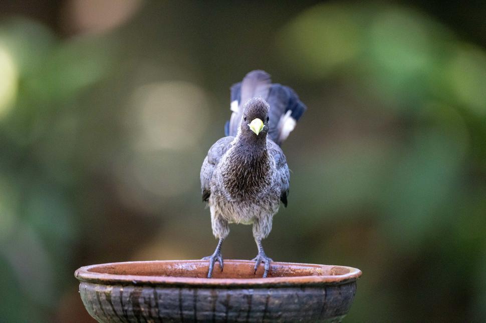 Free Image of Gray bird perches on clay dish while exploring its surroundings in the garden 