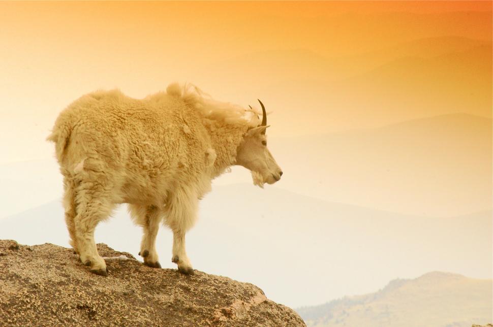Free Image of On Top of Mt. Evans 