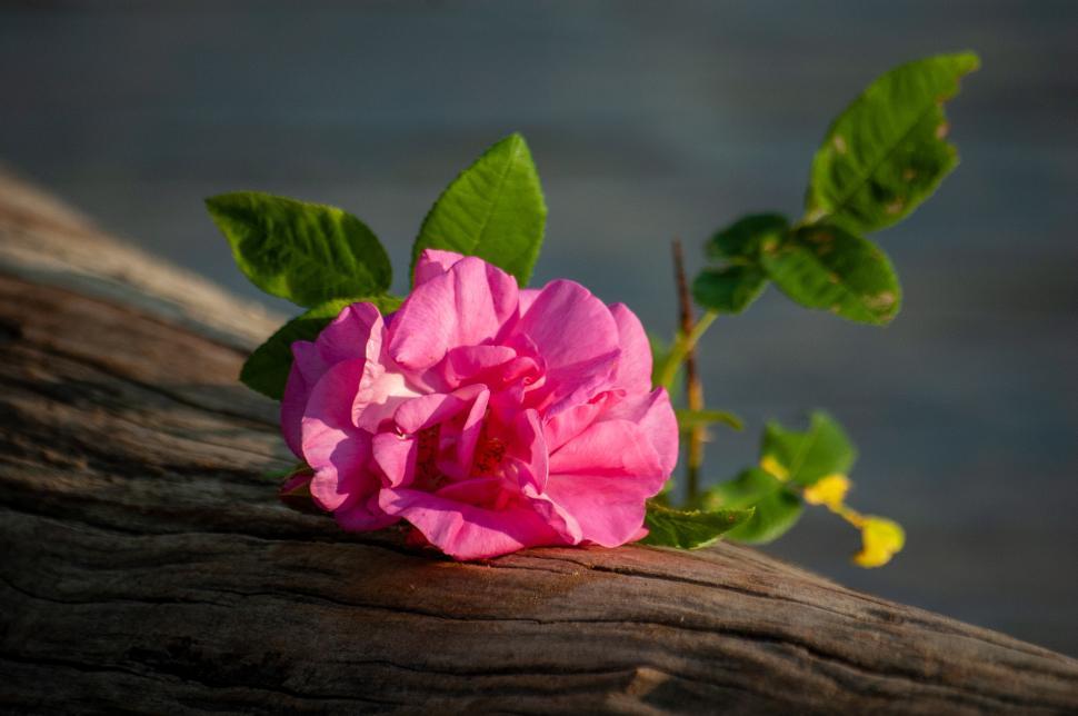 Free Image of Pink flower resting on weathered wood along a serene waterway 