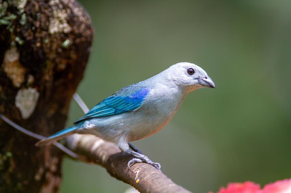 Free Image of Colorful bird perched on a branch in a tropical forest setting 