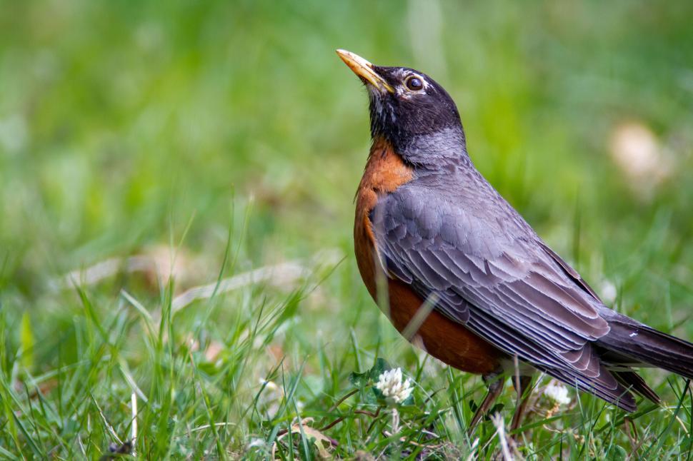 Free Image of Bird stands on green grass looking up on a sunny day in spring 