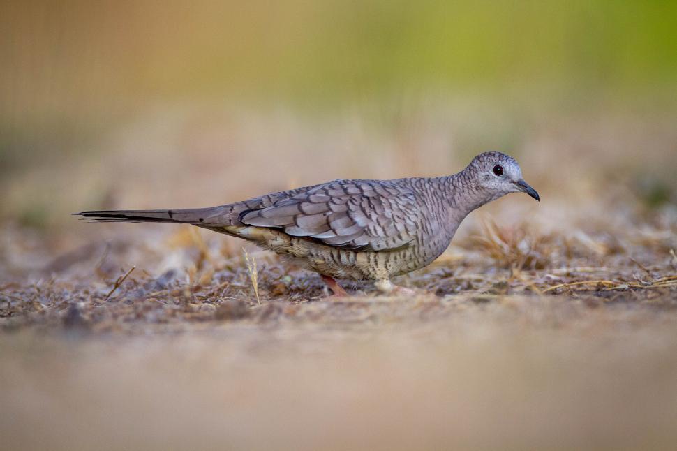 Free Image of Bird foraging in natural habitat during golden hour 