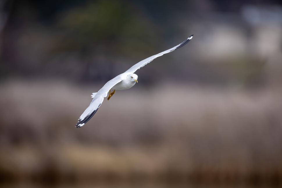 Free Image of Seagull gliding gracefully above a calm body of water 