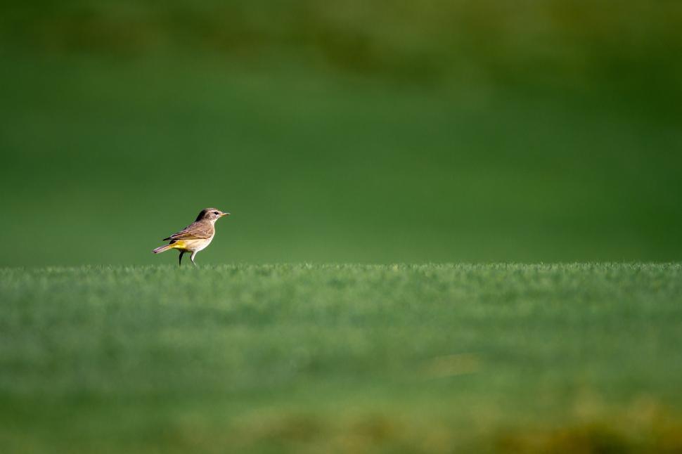 Free Image of Bird standing on green grass in bright daylight 