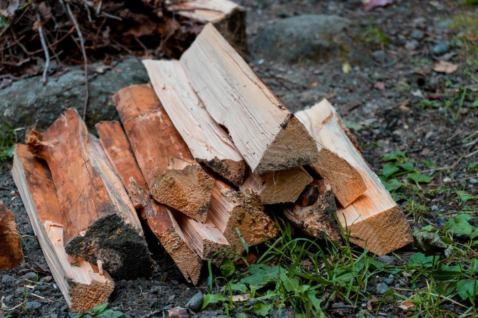 Free Image of Wood stacked for camping fire in a forest clearing 