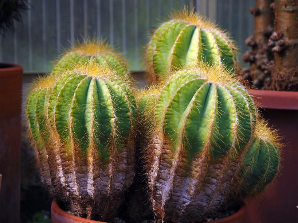 Free Image of Blue Ball Cactus 