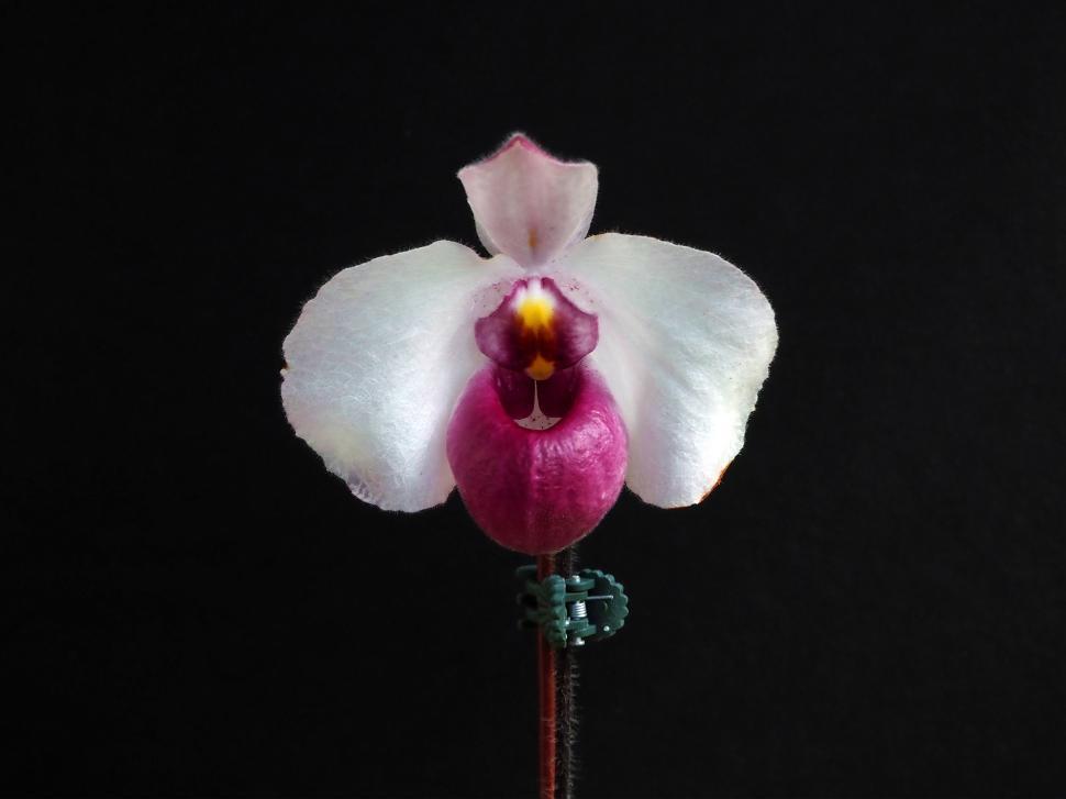 Free Image of Single Paphiopedilum Delenatii Orchid Flower 