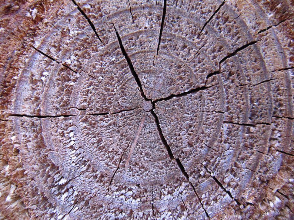 Free Image of Tree Rings 