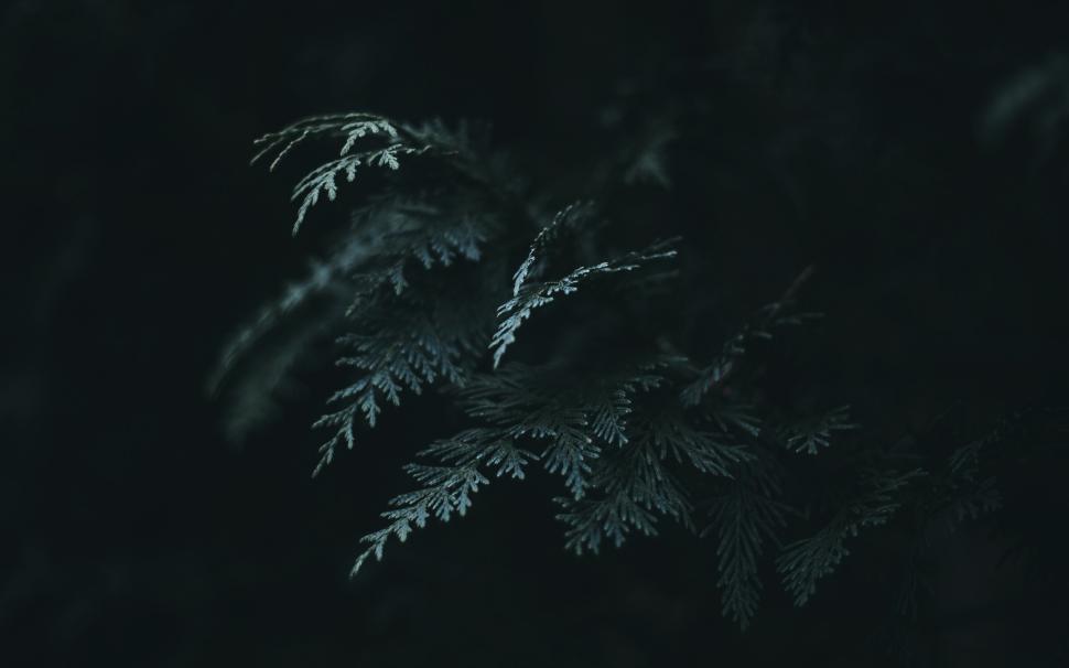 Free Image of Detailed view of green foliage in low light environment 
