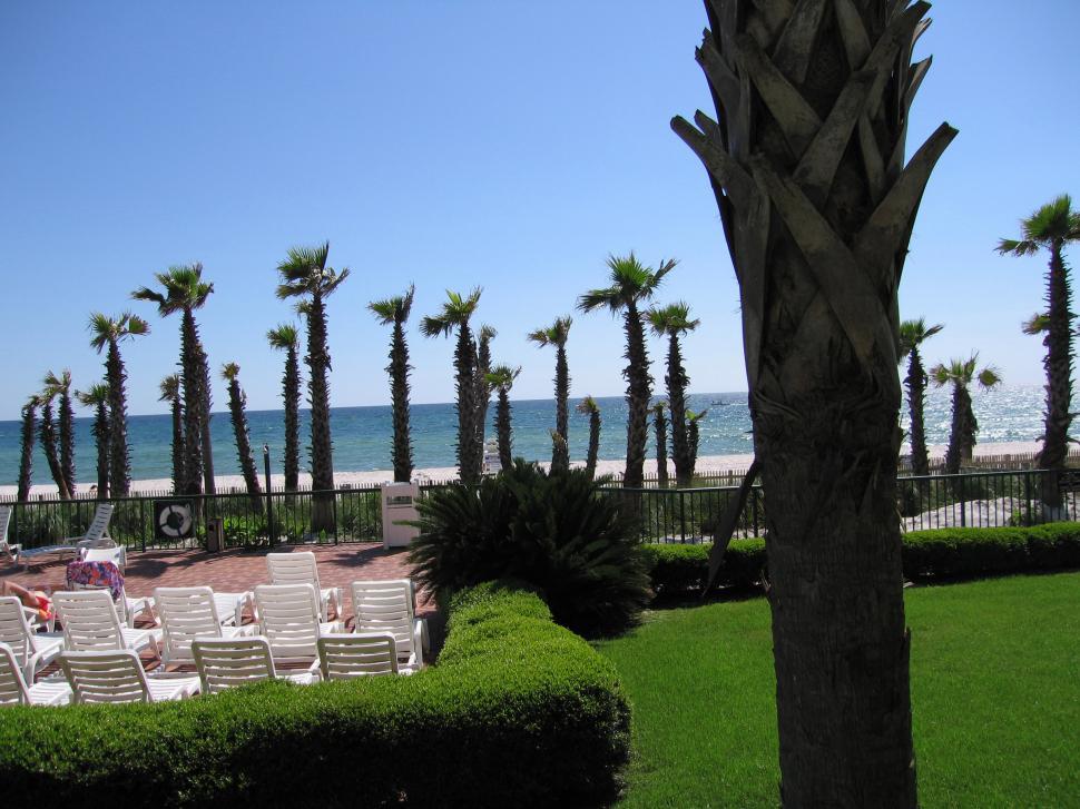 Free Image of Palm Trees and Oceanfront 