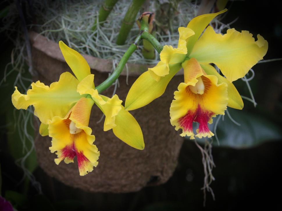 Free Image of Flowers of Cattleya Orchid 