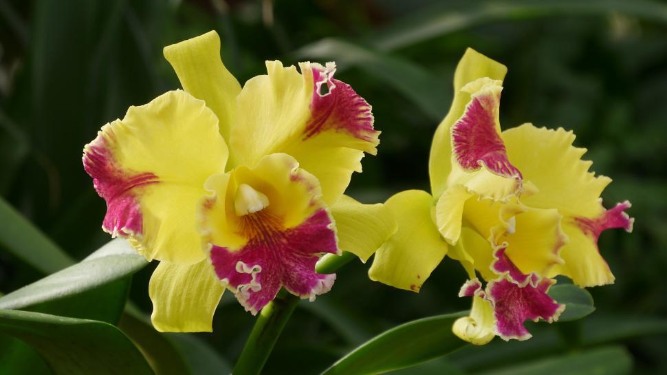 Free Image of Cattleya Orchid Yellow Flowers 