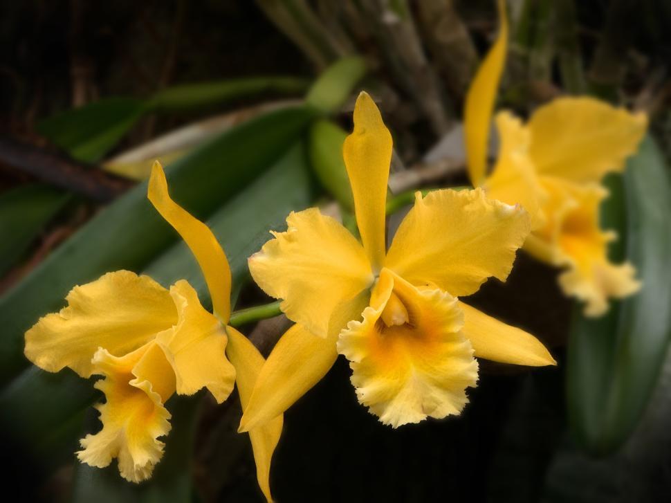 Free Image of Three Yellow Cattleya Orchid Blooms 