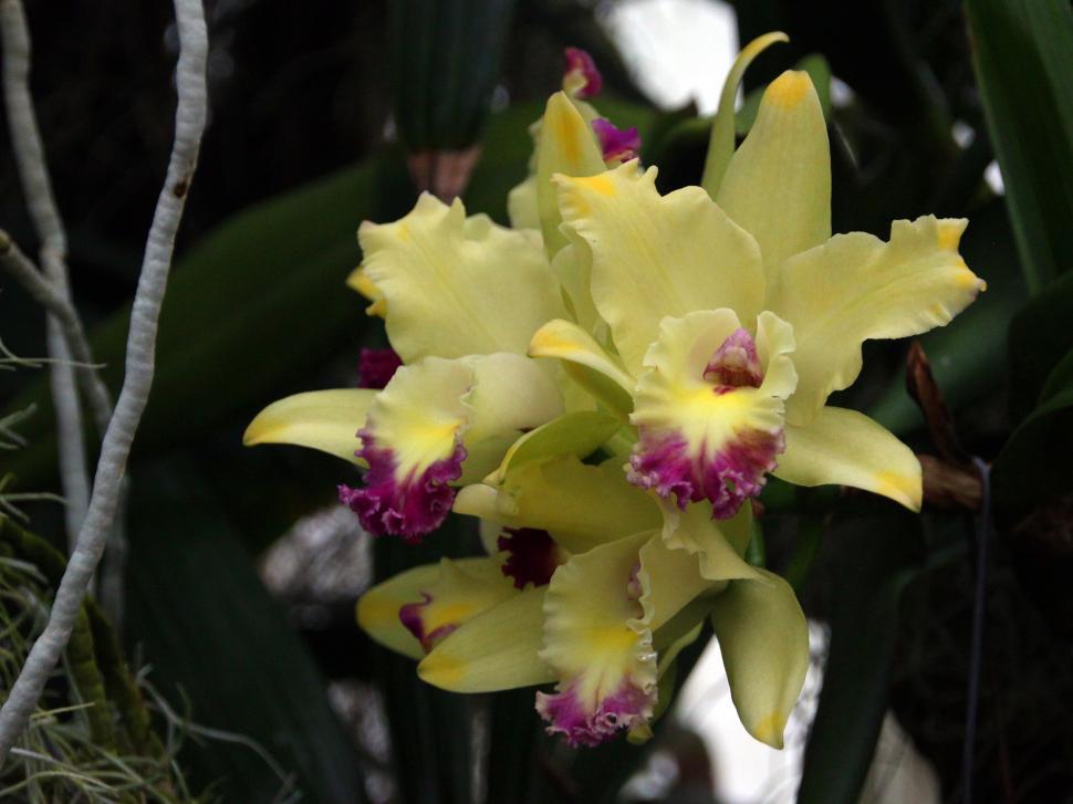 Free Image of Queen of Flowers - Cattleya Orchid Blooms 