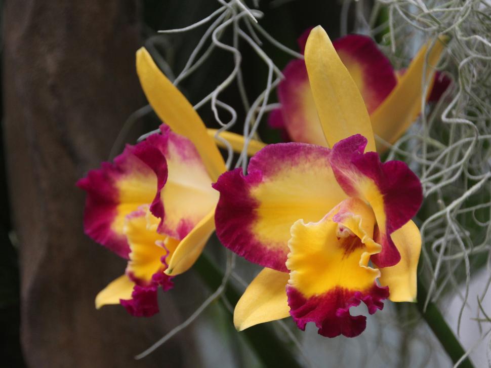 Free Image of Yellow Red Flowers Cattleya Orchids 