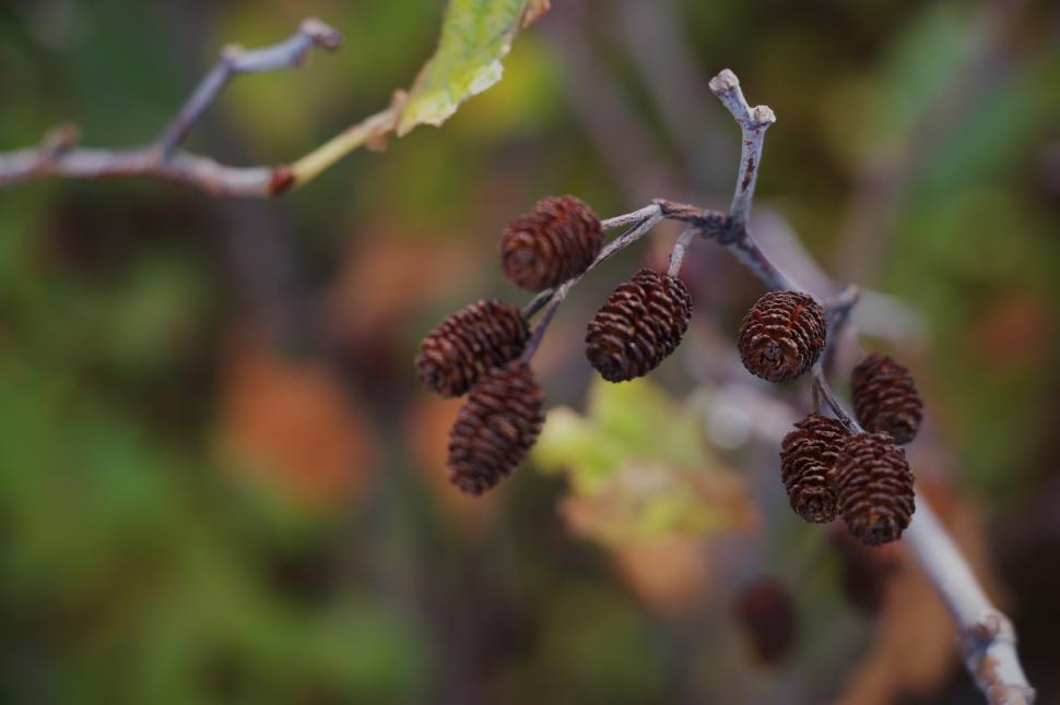 Free Image of Pinecones hanging from branches in a forest setting 